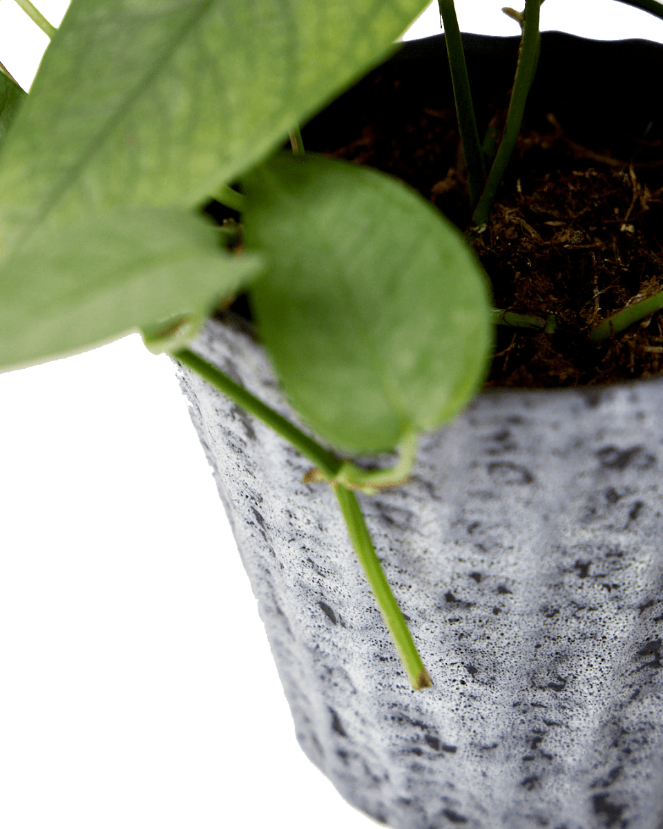 Katakana Ceramic Pot Planter - Chive Ceramics Studio - Pots - Chive Ceramics Studio