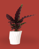 Katakana Ceramic Pot Planter - Chive Ceramics Studio - Pots - Chive Ceramics Studio