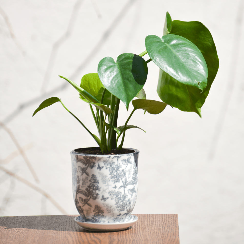 Liberte Porcelain Pot And Saucer Set With Drainage - Chive Ceramics Studio - Pots - Chive Ceramics Studio