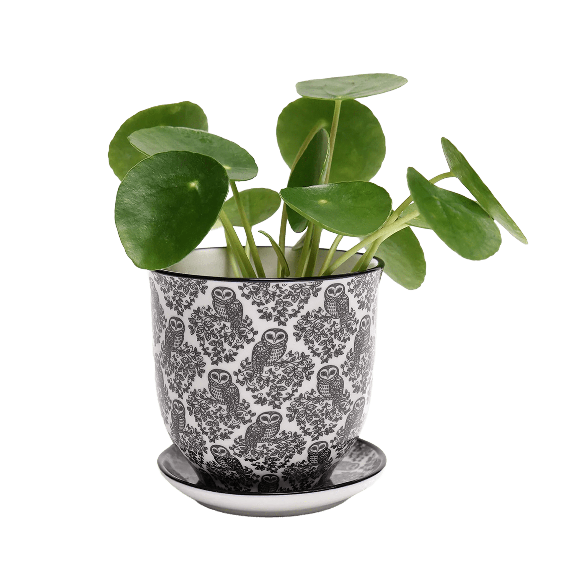 Liberte Porcelain Pot And Saucer 3.25" - Chive Ceramics Studio - Pots - Chive Ceramics Studio