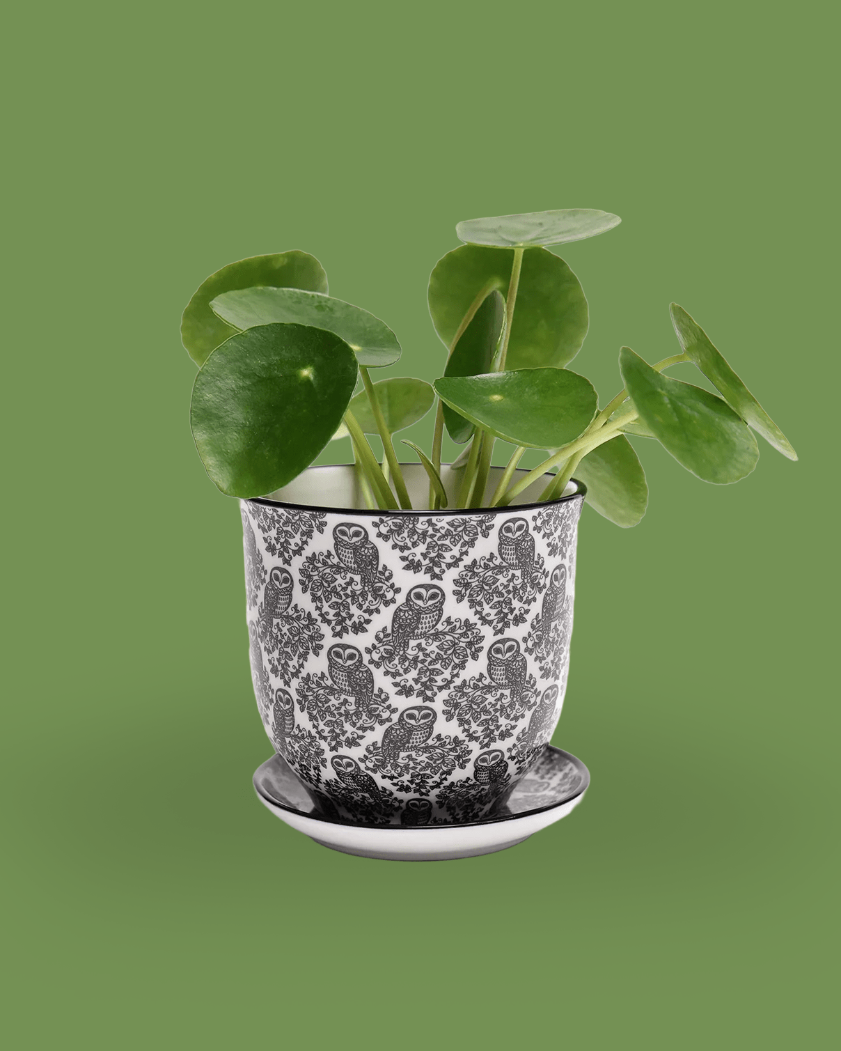 Liberte Porcelain Pot And Saucer 3.25" - Chive Ceramics Studio - Pots - Chive Ceramics Studio