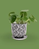 Liberte Porcelain Pot And Saucer 3.25" - Chive Ceramics Studio - Pots - Chive Ceramics Studio