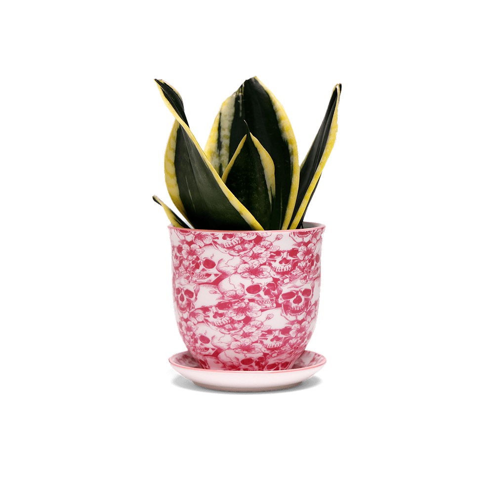 Liberte Porcelain Pot And Saucer 3.25" - Chive Ceramics Studio - Pots - Chive Ceramics Studio