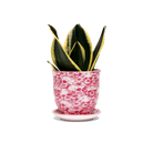 Liberte Porcelain Pot And Saucer 3.25" - Chive Ceramics Studio - Pots - Chive Ceramics Studio