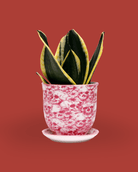 Liberte Porcelain Pot And Saucer 3.25" - Chive Ceramics Studio - Pots - Chive Ceramics Studio