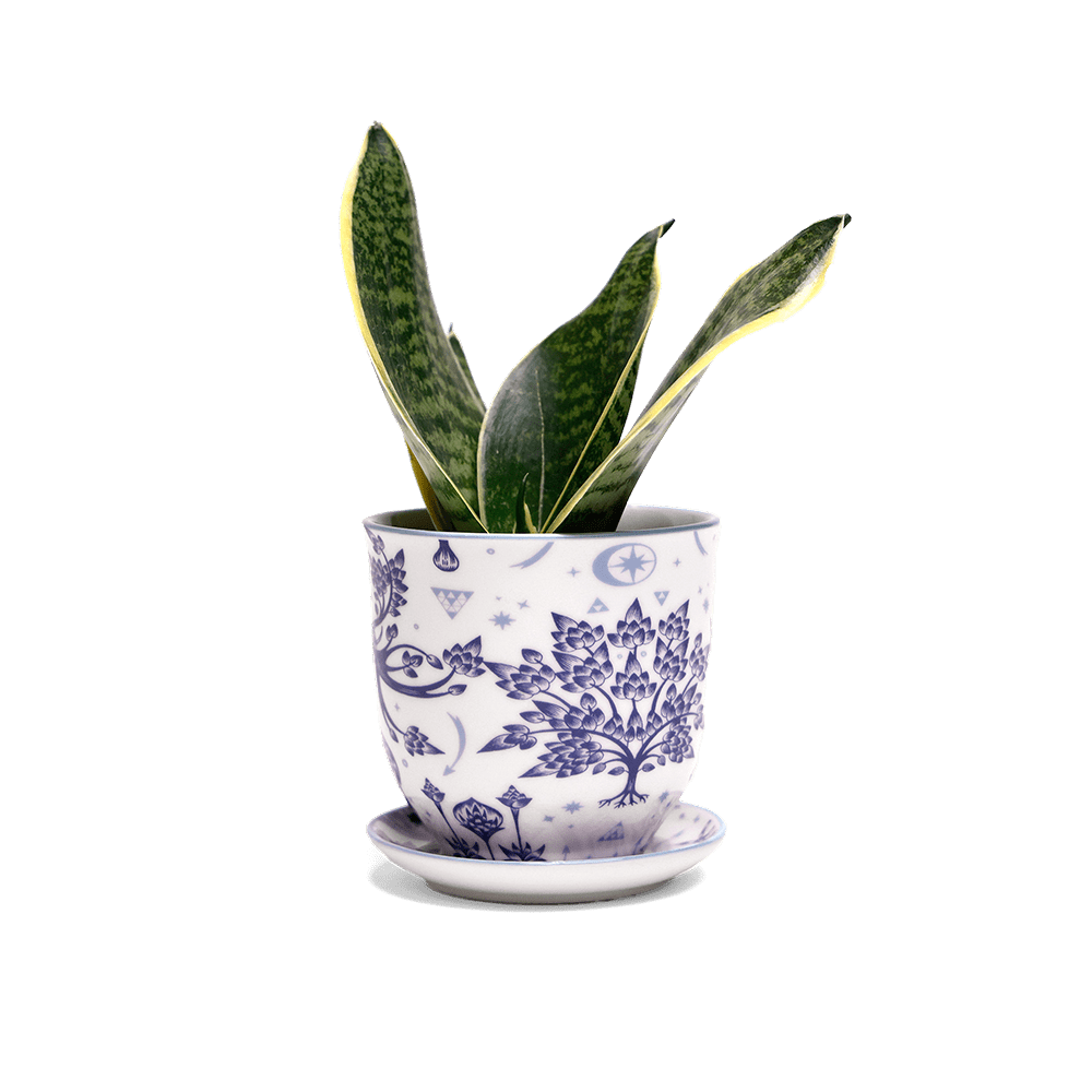 Liberte 5 Porcelain Pot And Saucer With Drainage - Chive Ceramics Studio - Pots - Chive Ceramics Studio