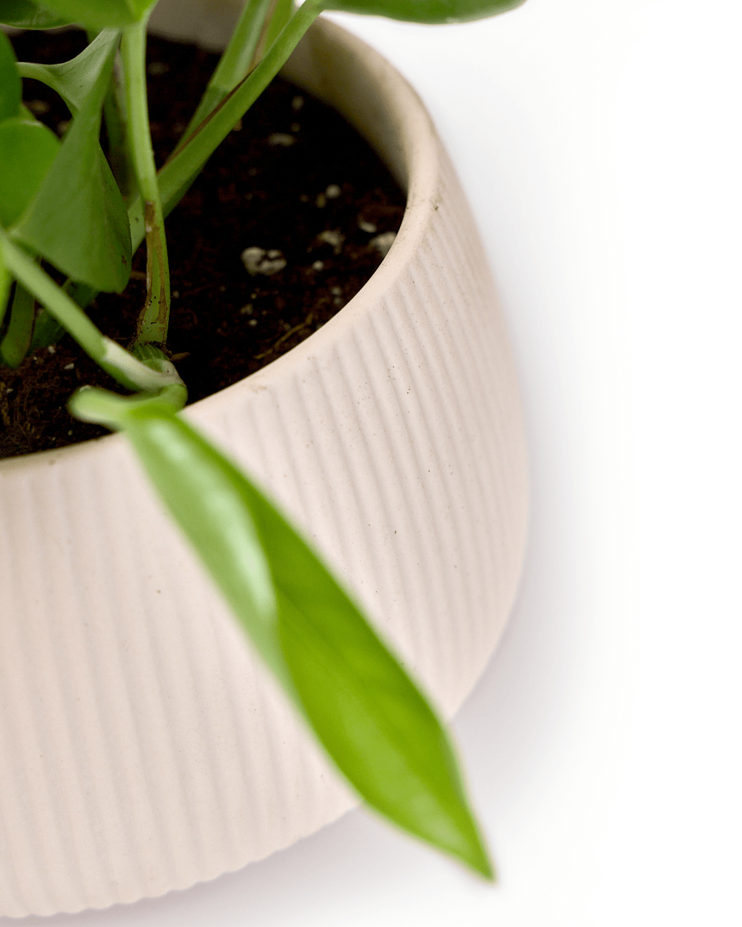 Lilo Porcelain Modern Indoor Plant Pot - Chive Ceramics Studio - Pots - Chive US