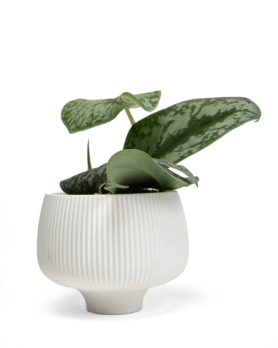 Lilo Porcelain Modern Indoor Plant Pot - Chive Ceramics Studio - Pots - Chive US