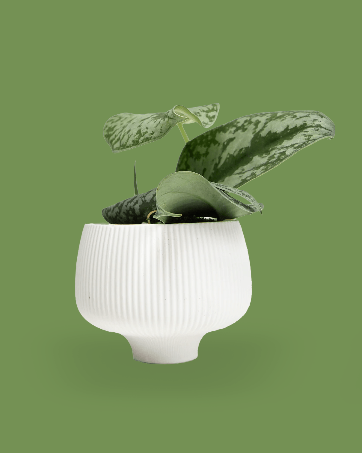 Lilo 4.5" Porcelain Modern Indoor Plant Pot - Chive Ceramics Studio - Pots - Chive Ceramics Studio