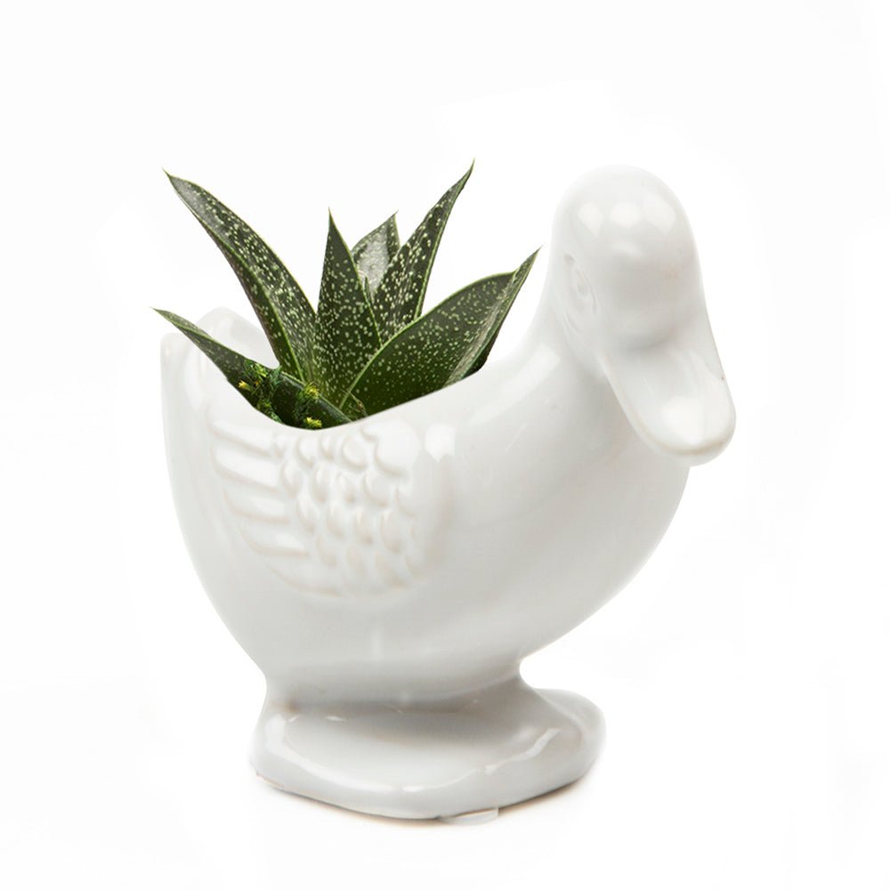 Duck Ceramic Indoor Plant Pot For Succulents - Chive Ceramics Studio - Pots - Chive US