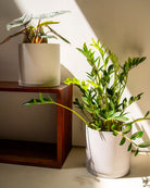 Two potted houseplants in matte white cylindrical pots, one on a dark wooden shelf and one on the floor, lit by warm natural sunlight casting shadows against a beige wall.
