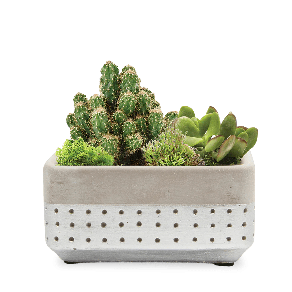 Meraki Cement Planter Pot - Chive Ceramics Studio - Pots - Chive US