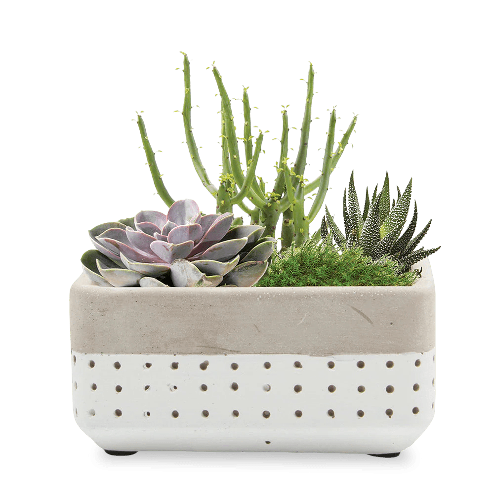 Meraki Cement Planter Pot - Chive Ceramics Studio - Pots - Chive US