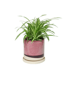 Minute Ceramic Pot And Saucer Set With Drainage | 6, 7, & 8 inch - Chive Ceramics Studio - Pots - Chive Ceramics Studio