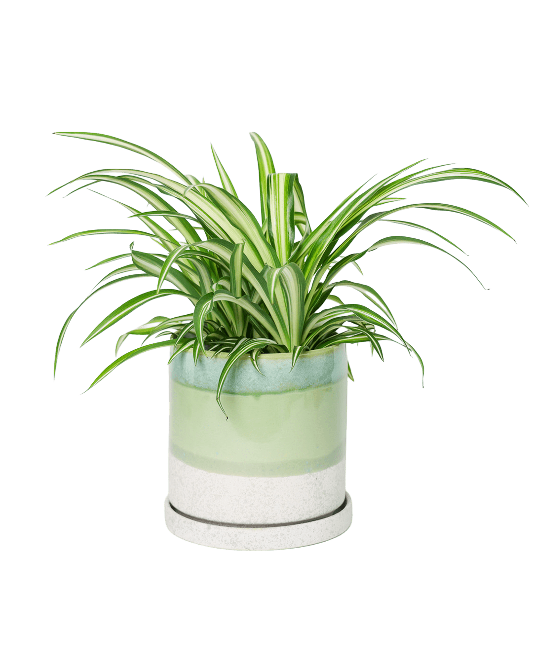 Minute Ceramic Pot And Saucer Set With Drainage | 6, 7, & 8 inch - Chive Ceramics Studio - Pots - Chive Ceramics Studio