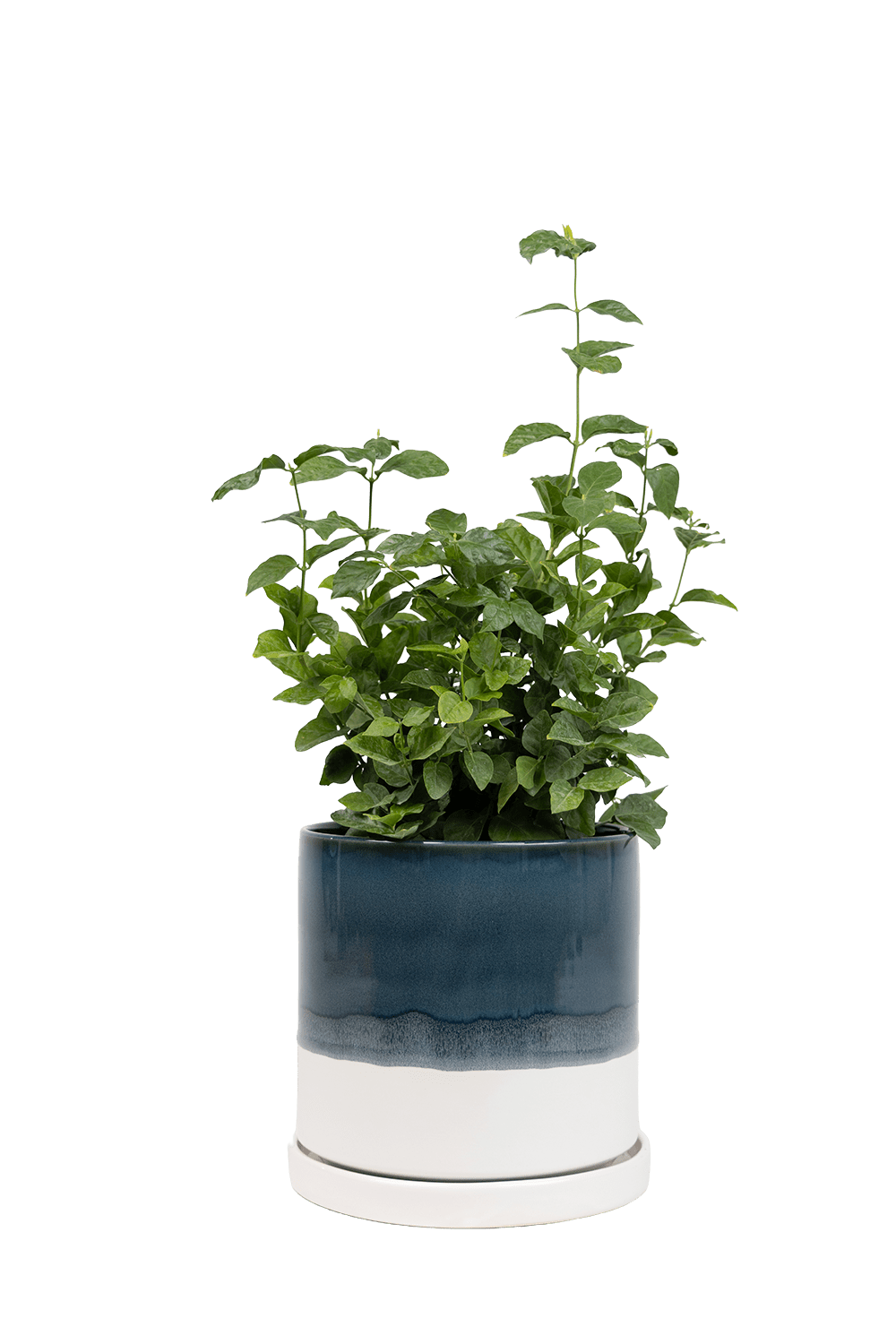 Large Minute Ceramic Pots & Saucer | 6", 7" & 8" Indoor Planter - Chive Ceramics Studio - Pots - Chive Ceramics Studio