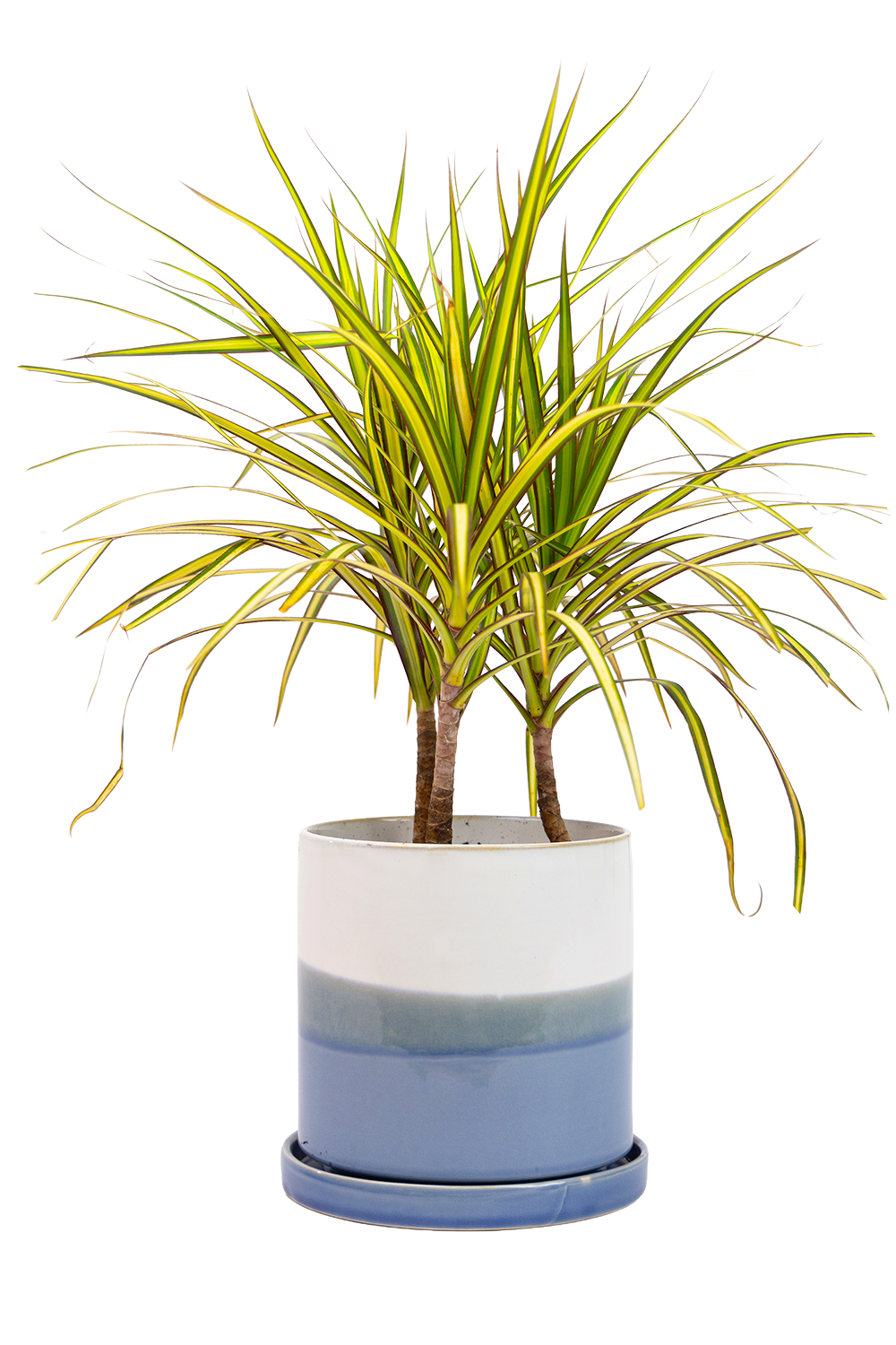 Large Minute Ceramic Pots & Saucer | 6", 7" & 8" Indoor Planter - Chive Ceramics Studio - Pots - Chive Ceramics Studio