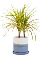Large Minute Ceramic Pots & Saucer | 6", 7" & 8" Indoor Planter - Chive Ceramics Studio - Pots - Chive Ceramics Studio