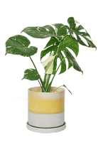 Large Minute Ceramic Pots & Saucer | 6", 7" & 8" Indoor Planter - Chive Ceramics Studio - Pots - Chive Ceramics Studio