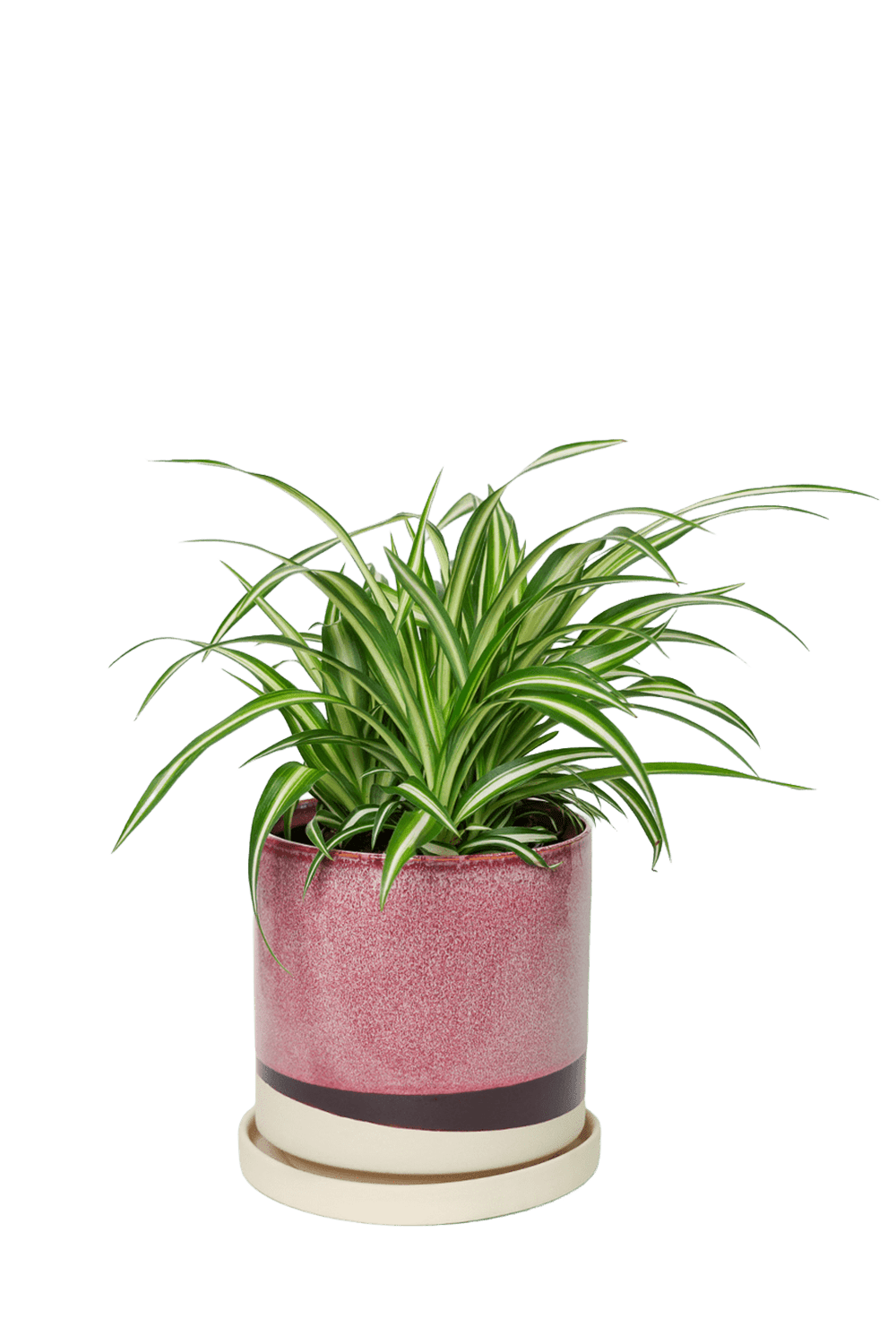 Large Minute Ceramic Pots & Saucer | 6", 7" & 8" Indoor Planter - Chive Ceramics Studio - Pots - Chive Ceramics Studio