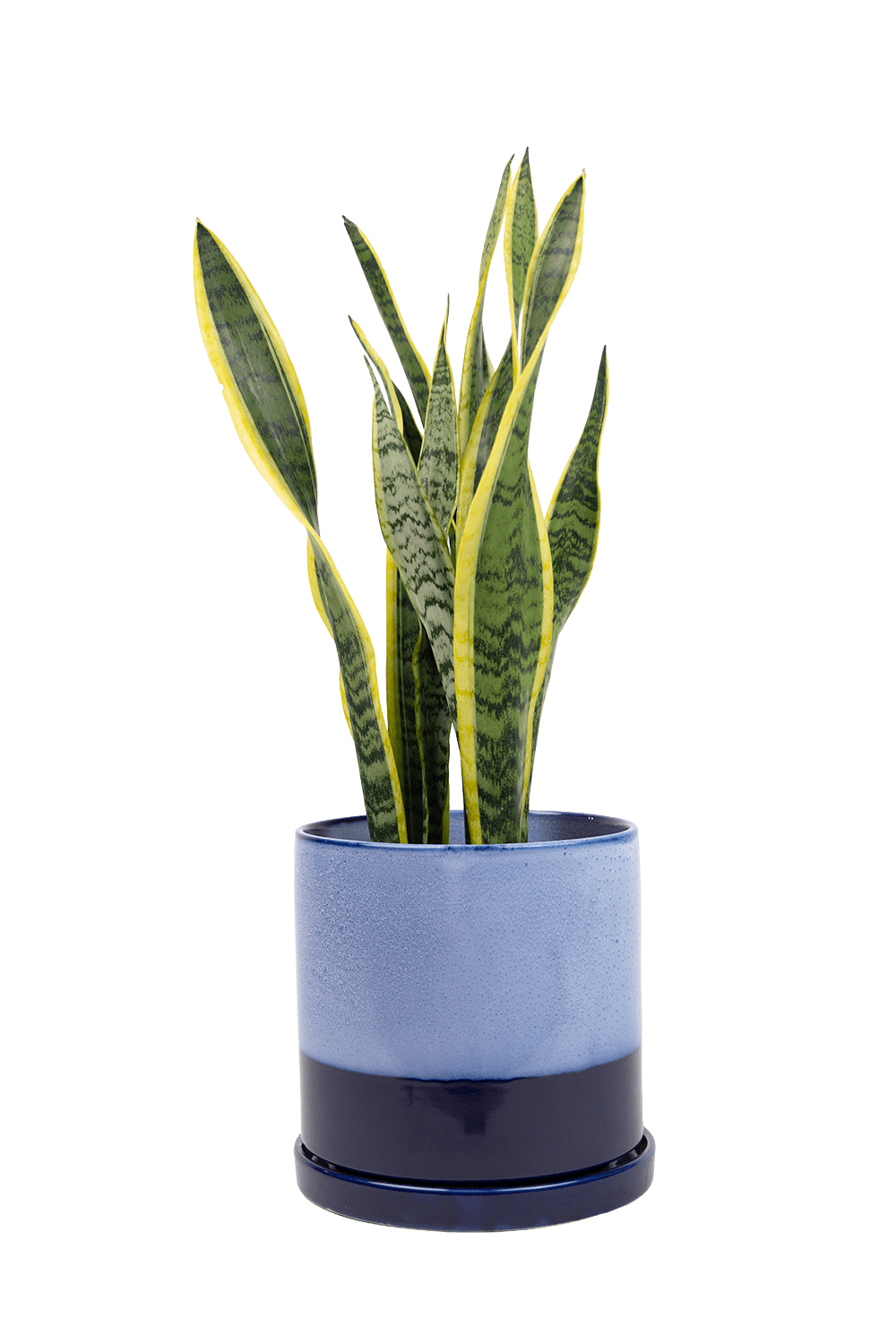 Large Minute Ceramic Pots & Saucer | 6", 7" & 8" Indoor Planter - Chive Ceramics Studio - Pots - Chive Ceramics Studio