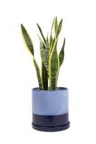 Large Minute Ceramic Pots & Saucer | 6", 7" & 8" Indoor Planter - Chive Ceramics Studio - Pots - Chive Ceramics Studio