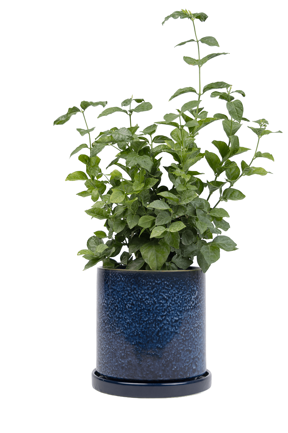 Large Minute Ceramic Pots & Saucer | 6", 7" & 8" Indoor Planter - Chive Ceramics Studio - Pots - Chive Ceramics Studio