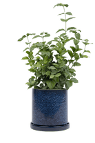 Large Minute Ceramic Pots & Saucer | 6", 7" & 8" Indoor Planter - Chive Ceramics Studio - Pots - Chive Ceramics Studio