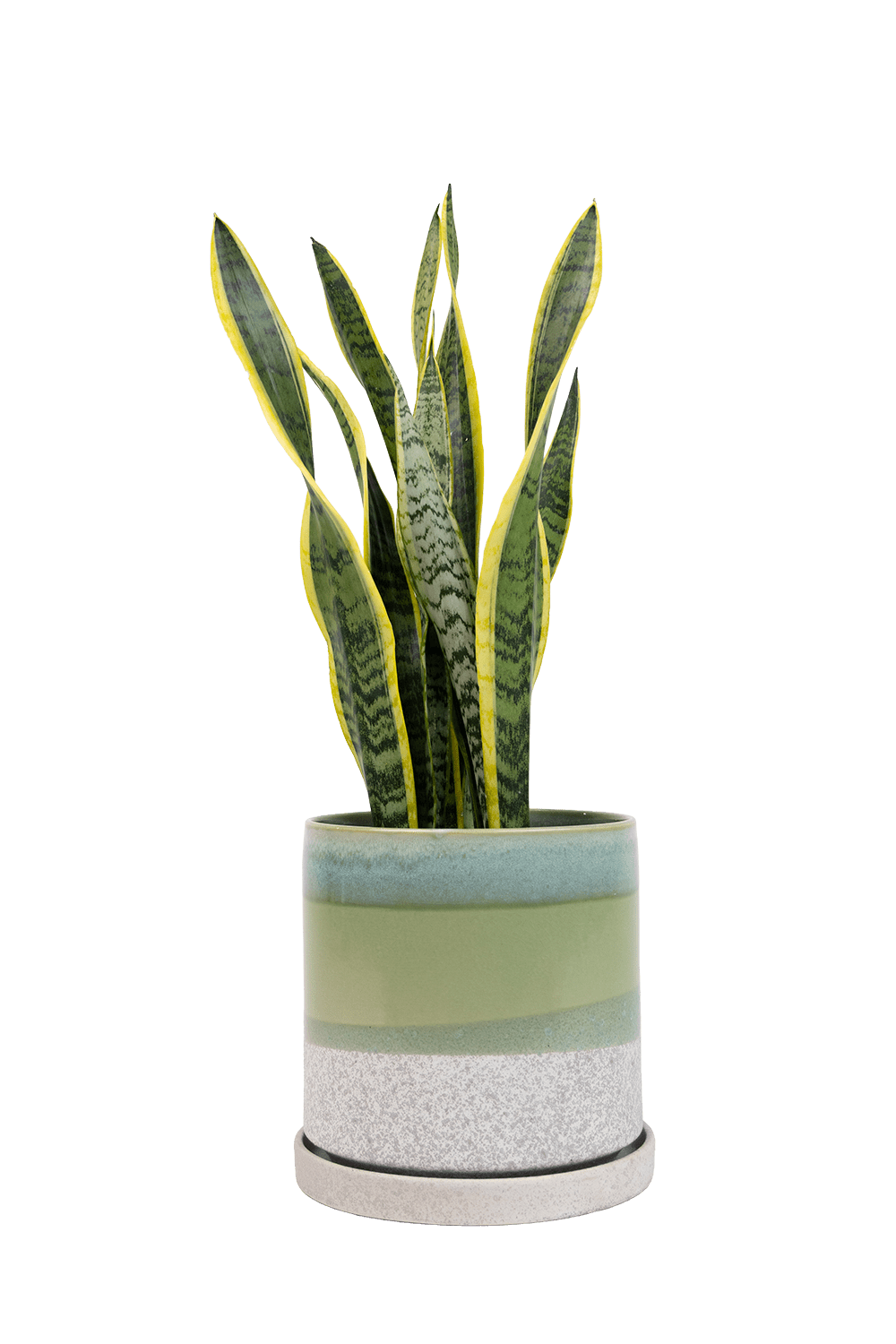 Large Minute Ceramic Pots & Saucer | 6", 7" & 8" Indoor Planter - Chive Ceramics Studio - Pots - Chive Ceramics Studio