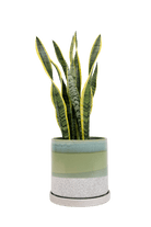 Large Minute Ceramic Pots & Saucer | 6", 7" & 8" Indoor Planter - Chive Ceramics Studio - Pots - Chive Ceramics Studio