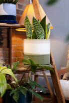 Large Minute Ceramic Pots & Saucer | 6", 7" & 8" Indoor Planter - Chive Ceramics Studio - Pots - Chive Ceramics Studio