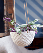 Mini Mofo Porcelain Modern Hanging Planter - Chive Ceramics Studio - Pots - Chive Ceramics Studio