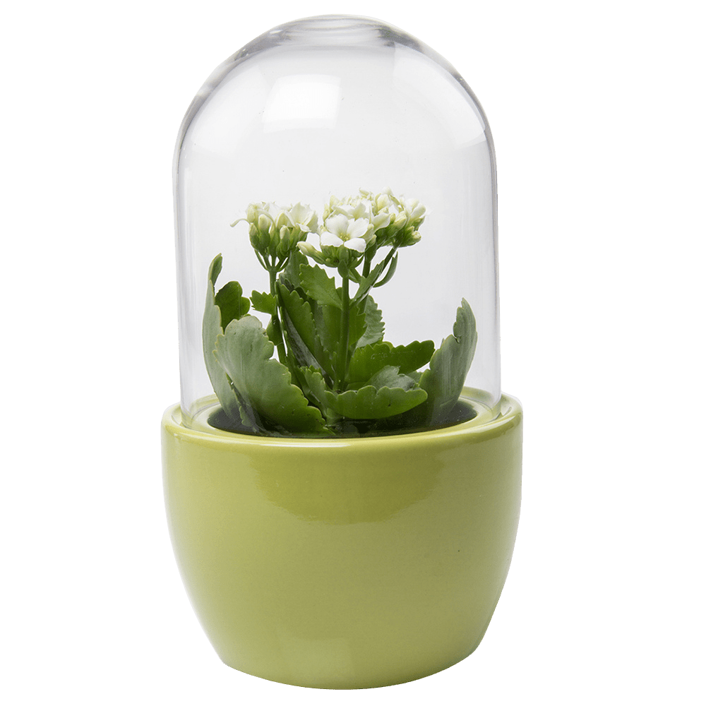 Pill Glass Terrarium Jar For Succulents - Chive Ceramics Studio - Terrariums - Chive Ceramics Studio