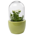 Pill Glass Terrarium Jar For Succulents - Chive Ceramics Studio - Terrariums - Chive Ceramics Studio