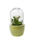 Pill Glass Terrarium Jar For Succulents - Chive Ceramics Studio - Terrariums - Chive Ceramics Studio