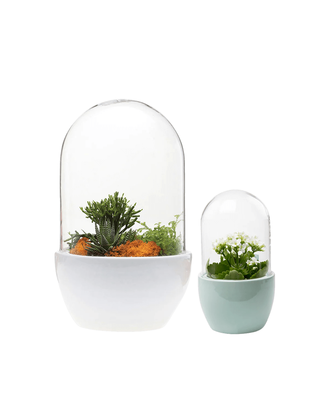 Pill Glass Terrarium Jar For Succulents - Chive Ceramics Studio - Terrariums - Chive Ceramics Studio