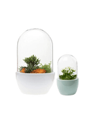 Pill Glass Terrarium Jar For Succulents - Chive Ceramics Studio - Terrariums - Chive Ceramics Studio