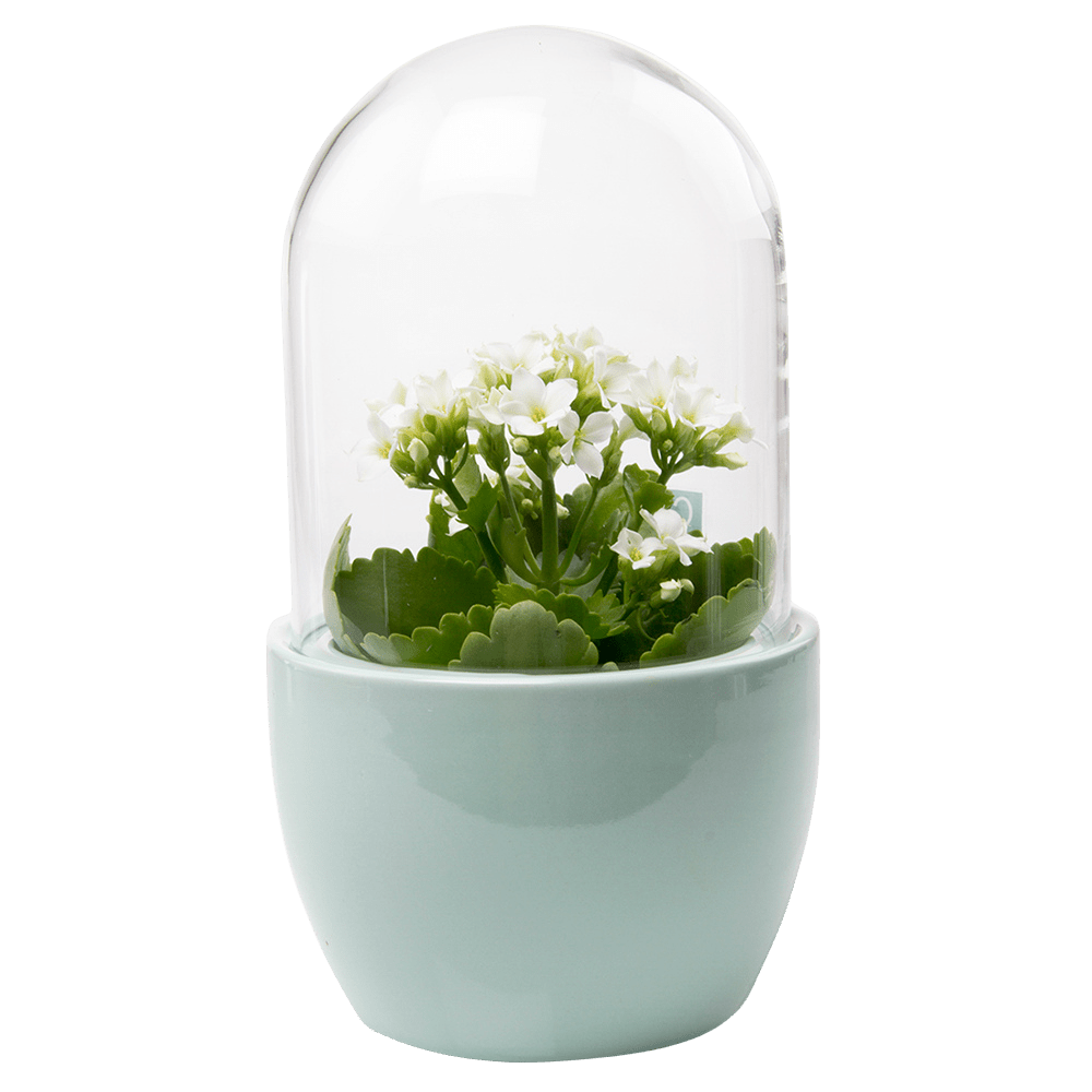 Pill Glass Terrarium Jar For Succulents - Chive Ceramics Studio - Terrariums - Chive Ceramics Studio