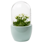 Pill Glass Terrarium Jar For Succulents - Chive Ceramics Studio - Terrariums - Chive Ceramics Studio