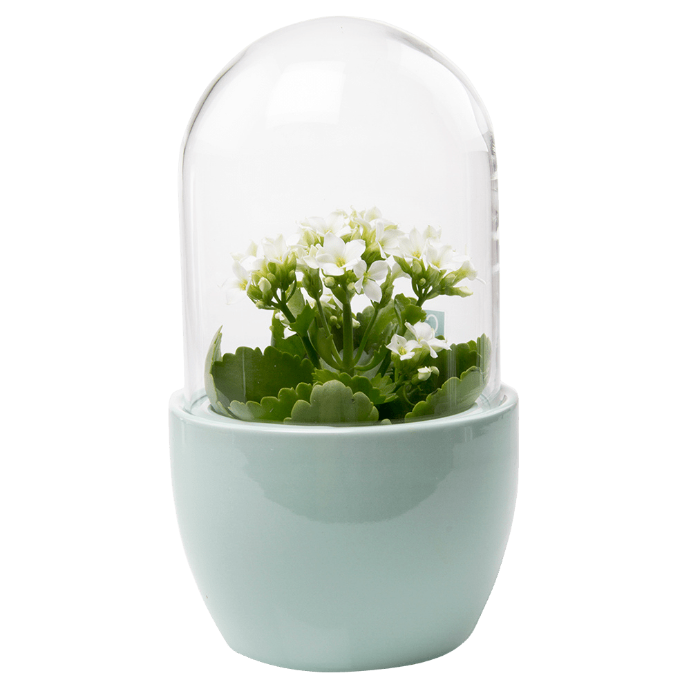 塊根植物・コーデックス The Landscapers DRY CYLINDER The Ceramic Cylinder Planter with Saucer, 2nd Generation