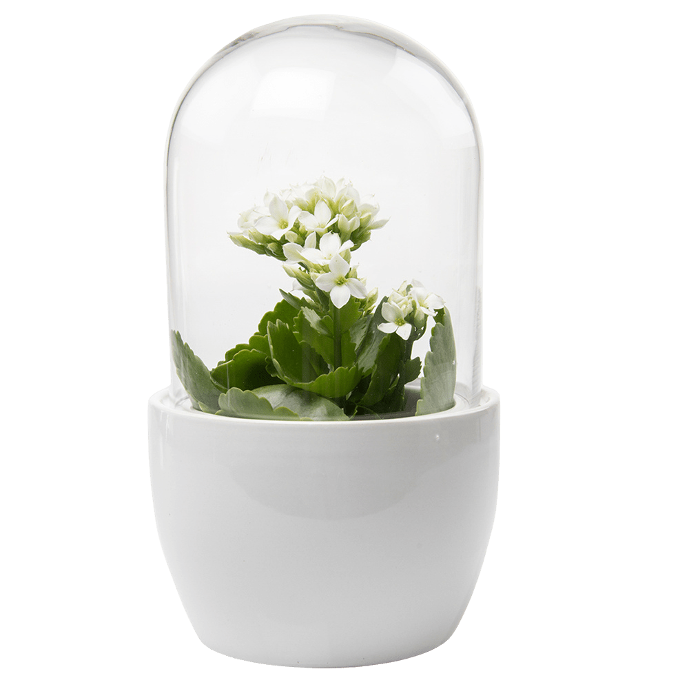 Pill Glass Terrarium Jar For Succulents - Chive Ceramics Studio - Terrariums - Chive Ceramics Studio