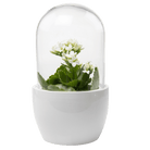 Pill Glass Terrarium Jar For Succulents - Chive Ceramics Studio - Terrariums - Chive Ceramics Studio