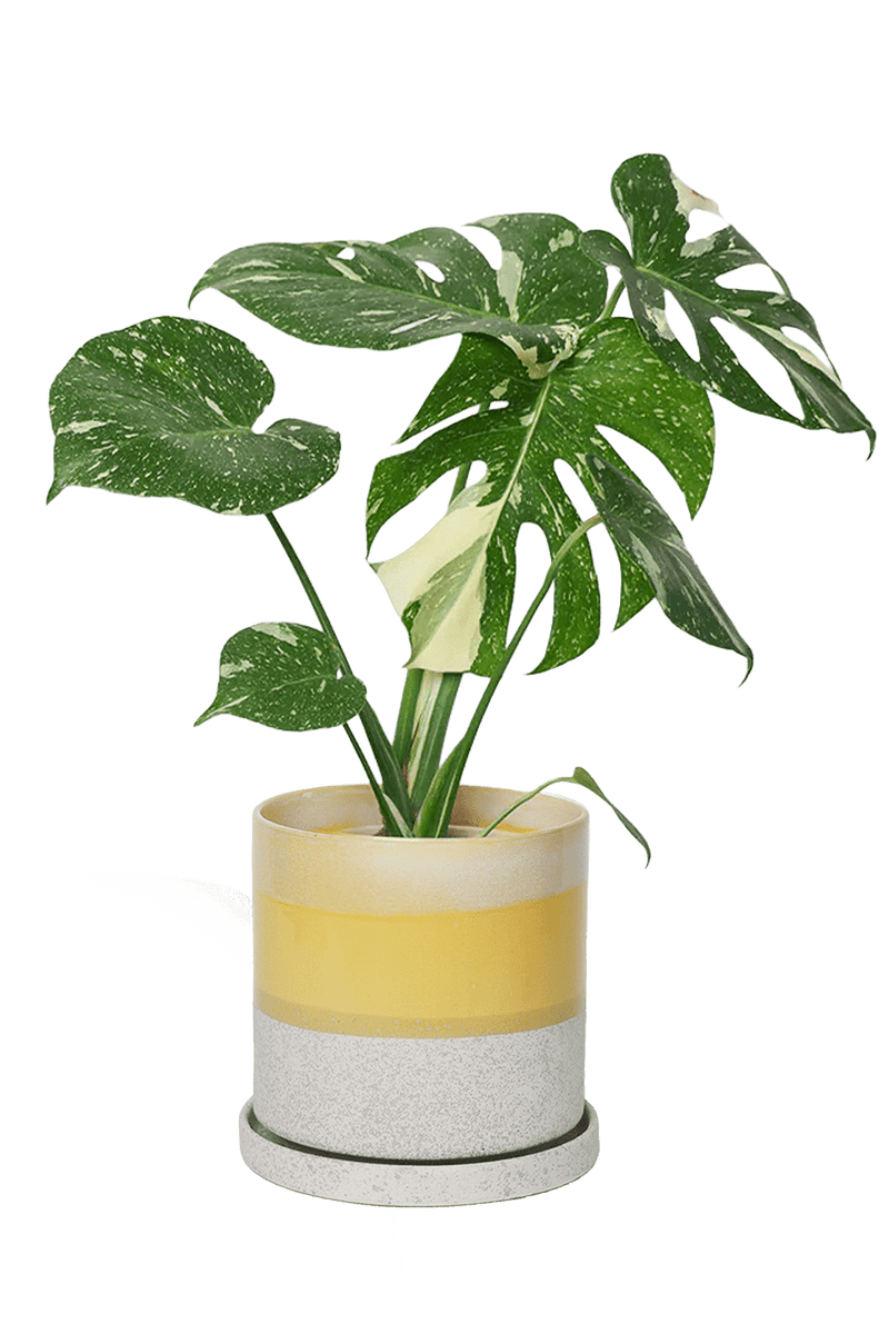 Large Minute Ceramic Pots & Saucer | 7" Boombastic Indoor Planter