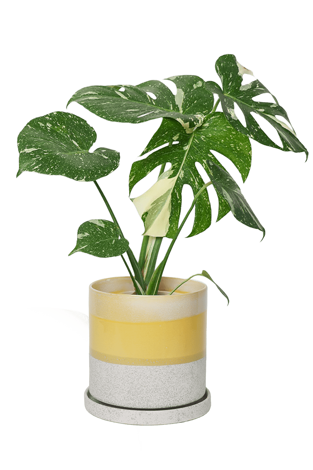 Large Minute Ceramic Pots & Saucer | 6", 7" & 8" Indoor Planter - Chive Ceramics Studio - Pots - Chive Ceramics Studio