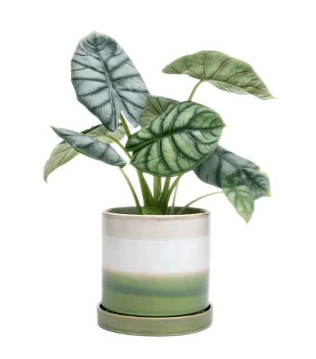 5-Inch Minute Ceramic Plant Pot & Saucer — Green Layer | Chive Studio
