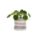 Minute Ceramic Pot And Saucer Set With Drainage | 3 & 5 inches - Chive Ceramics Studio - Pots - Chive Ceramics Studio