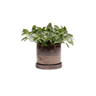 Minute Ceramic Pot And Saucer Set With Drainage | 3 & 5 inches - Chive Ceramics Studio - Pots - Chive Ceramics Studio