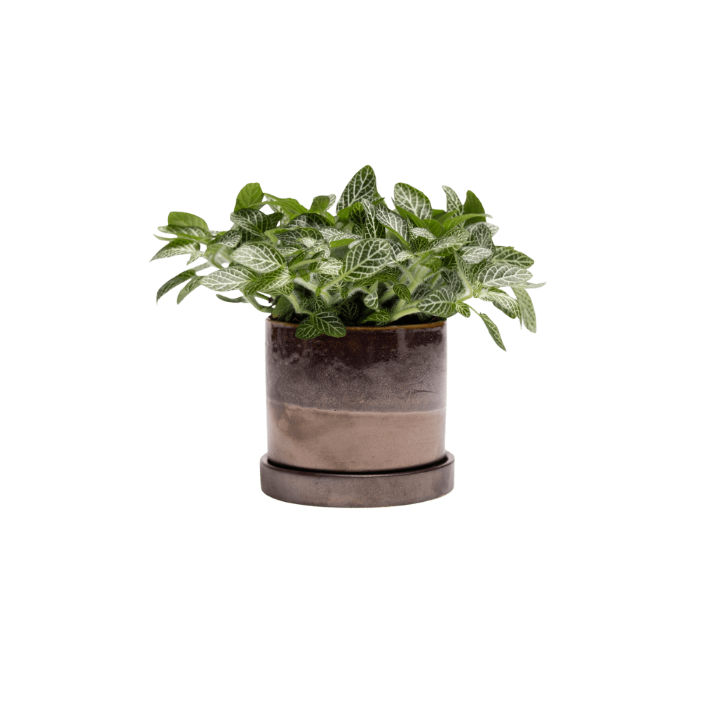 Minute Ceramic Pot with Drainage Hole and Saucer 5" — Bronze Speckles