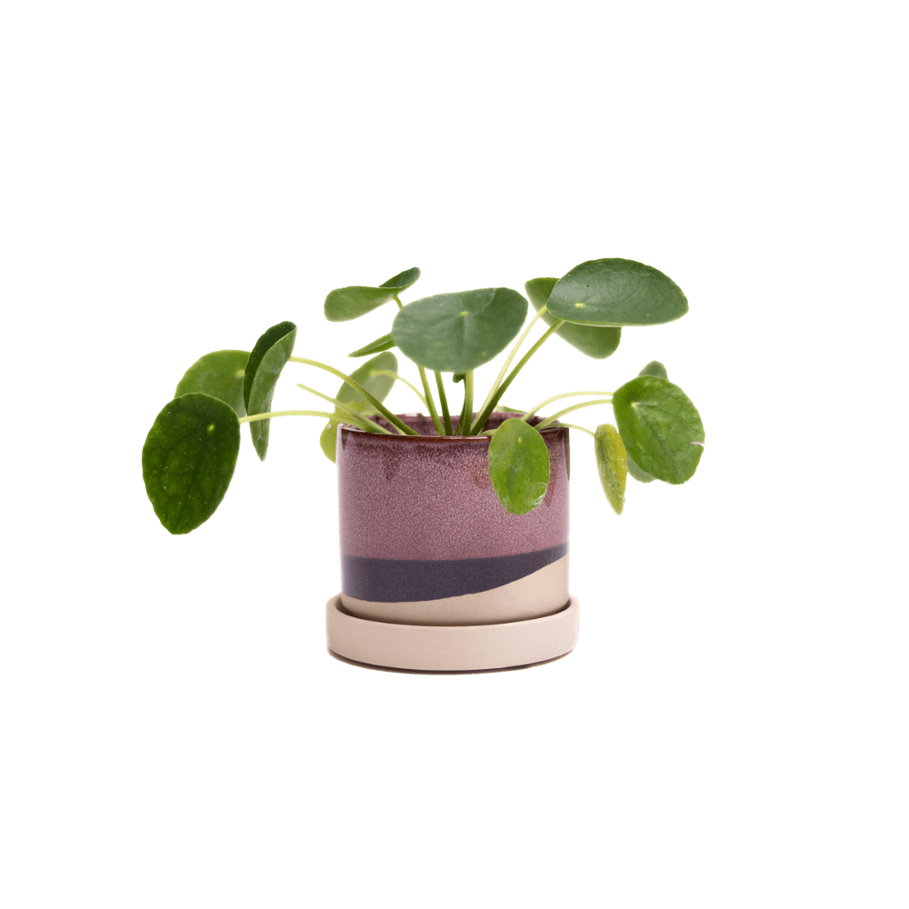 Minute Ceramic 3" Pot And Saucer Set - Chive Ceramics Studio - Pots - Chive Ceramics Studio