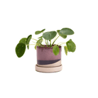 Minute Ceramic 3" Pot And Saucer Set - Chive Ceramics Studio - Pots - Chive Ceramics Studio